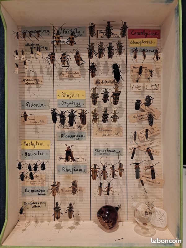 Boîte entomologique ancienne authentique de la maison Les Fils d’Émile Deyrolle, 46 rue du Bac, Paris (image 4)