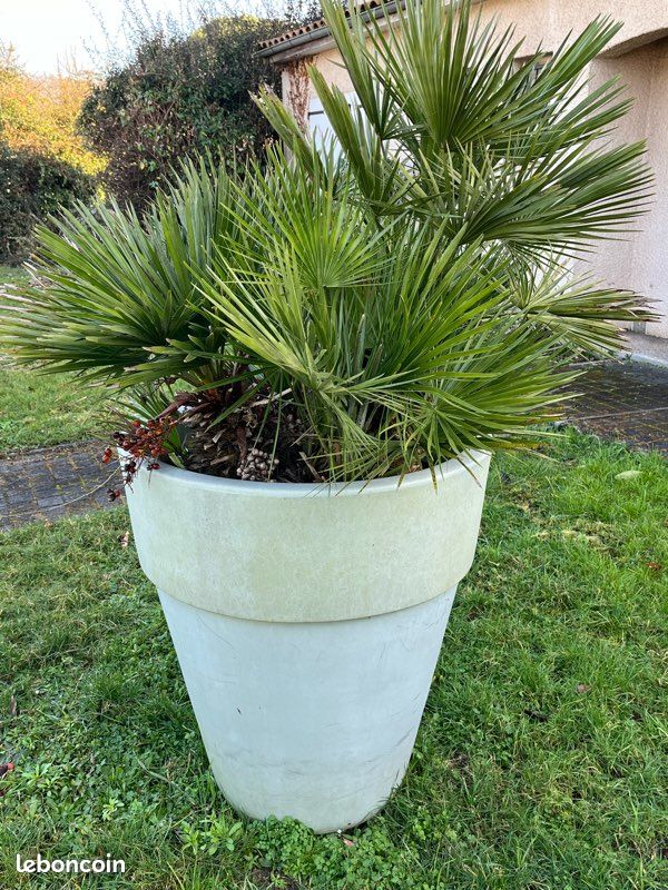 Palmier Chamaerops humilis (image 2)