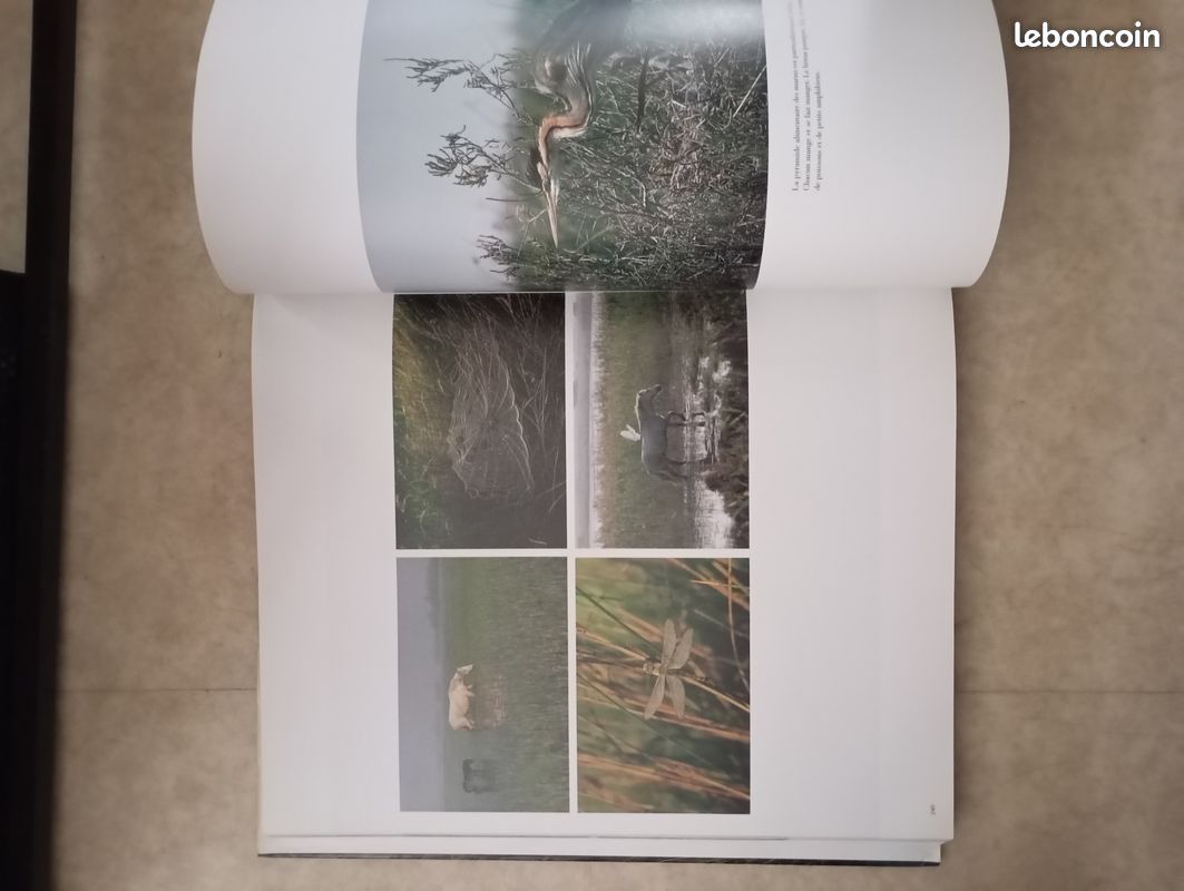 Chevaux de Camargue par Hans Silvester textes de Sophie Delavoie (image 6)