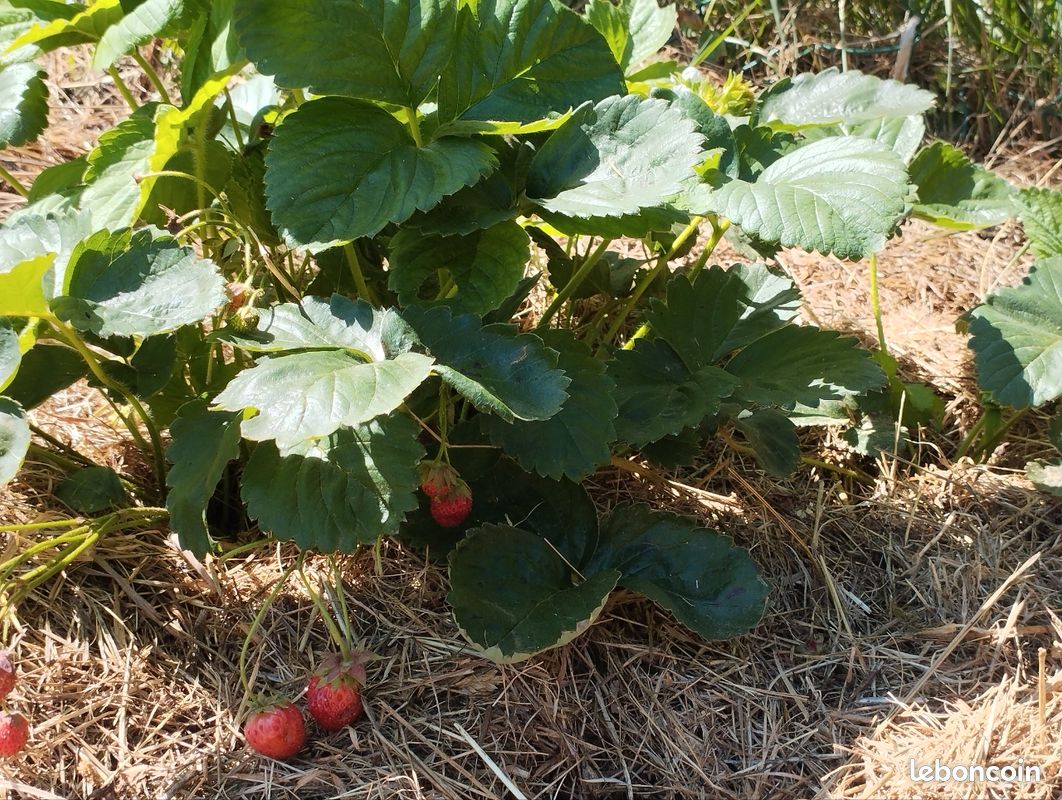 Vends légumes jardin potager permaculture : Tomates Courgettes Concombres Blettes Poivrons Piments etc (image 9)