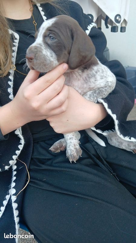 Chiot (image 1)
