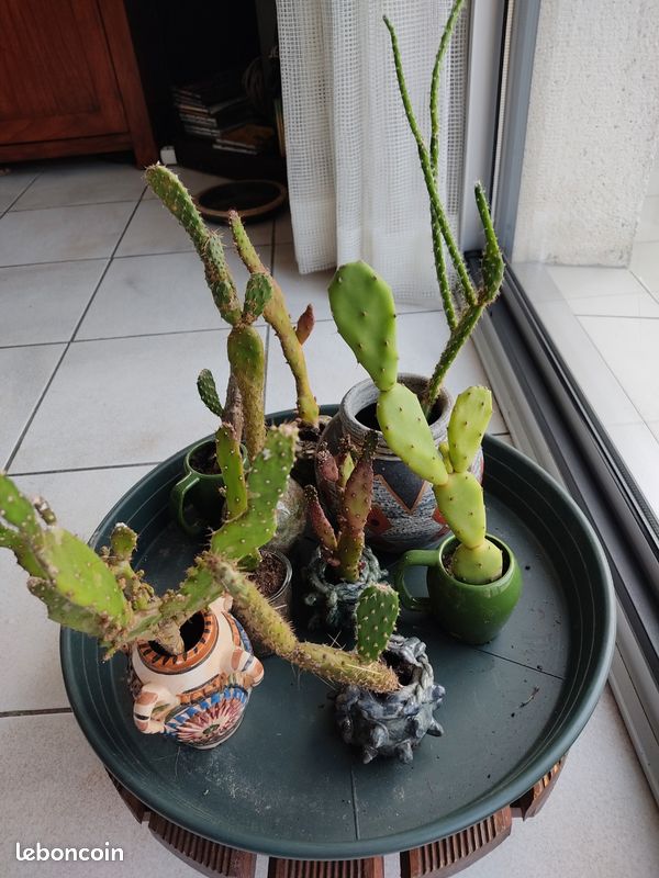 Cactus 🌵 (image 1)