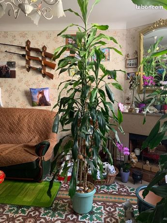 Plante