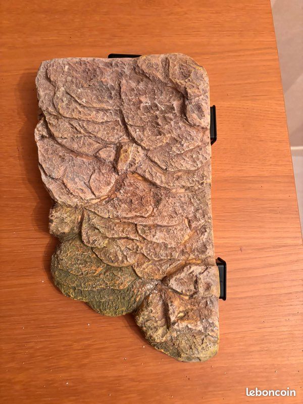 Plateforme tortue (image 1)