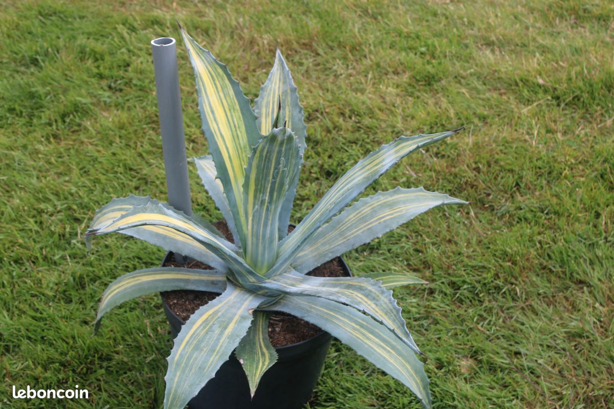 Agave americana striata - Jardin & Plantes