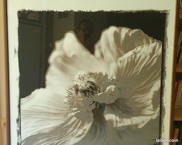 Très grande photo de fleur créée par l'artiste Jacques Polony (image 1)