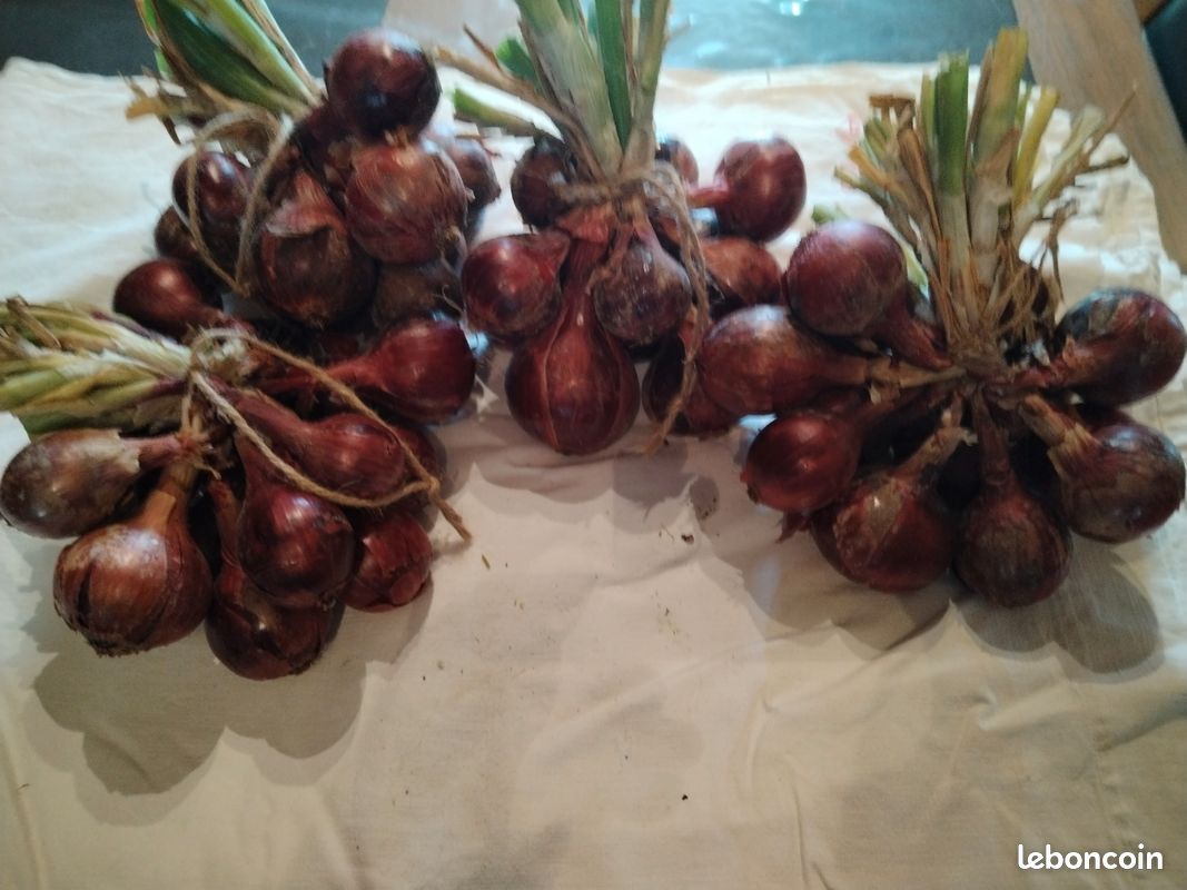 Oignons et échalotes bio. Pomme de terre nouvelle Amandine (image 6)