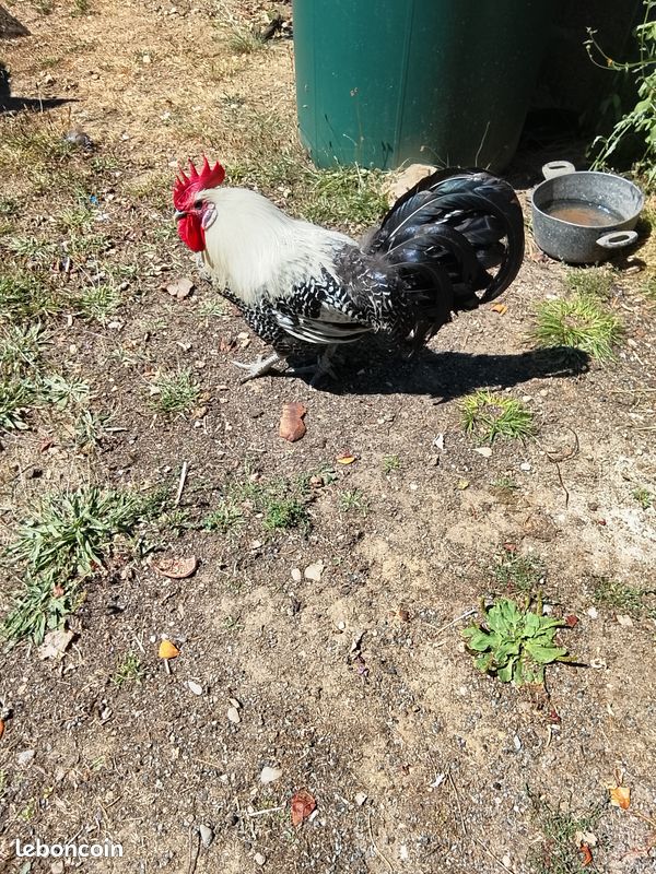 Echange coq (image 2)