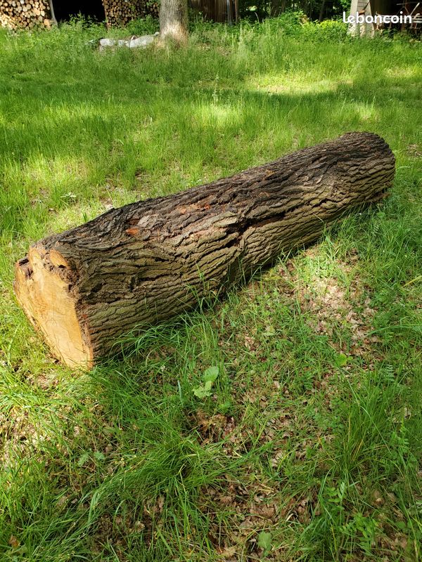 Petite grume chêne pour poutres ou planches (image 3)