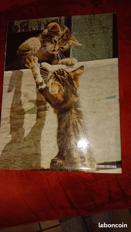 Les Chatons Angela Sayer (image 2)