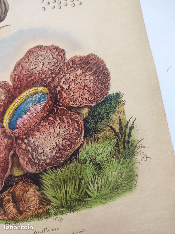 Illustration Botanique Ancienne – 1886 – Chromolithographie Plantes – Walter Müller – Rare