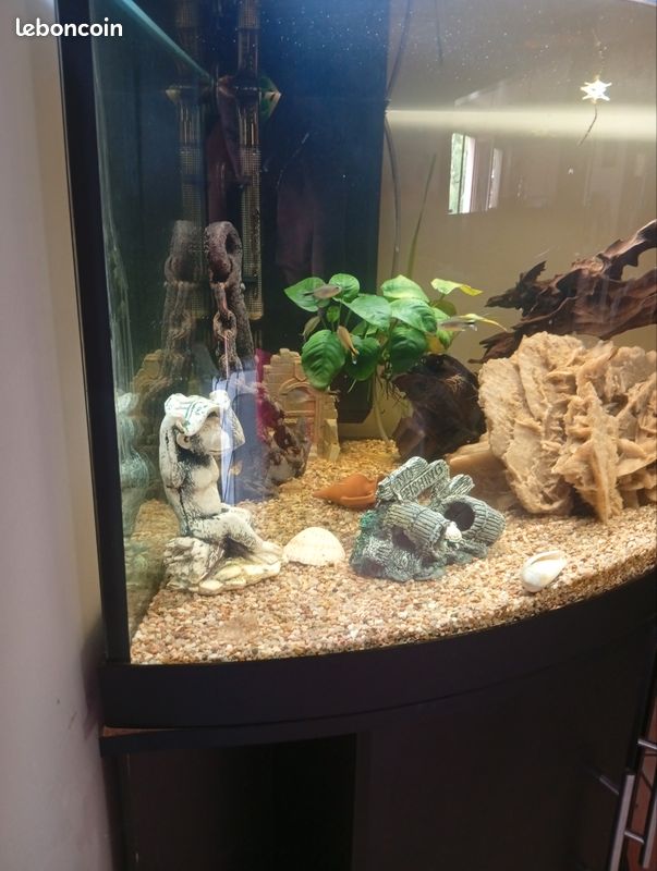 Aquarium (image 3)