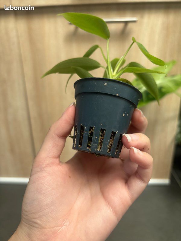 Philodendron florida Green (image 3)