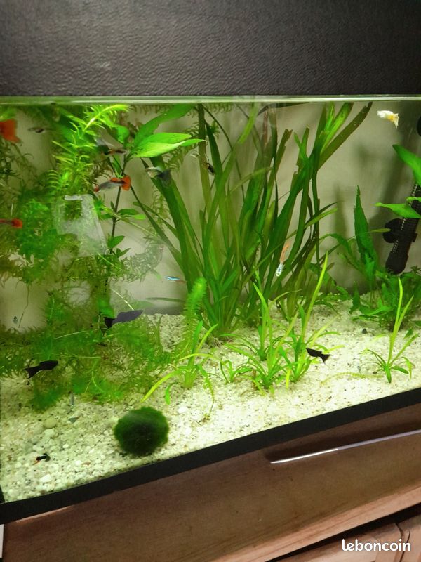 Aquarium 120 l excellent état (image 1)