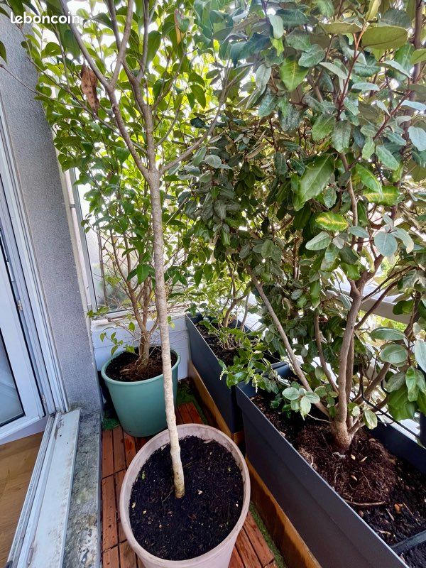 crassula ovata jade plant money tree Crassula ovata - jade plant