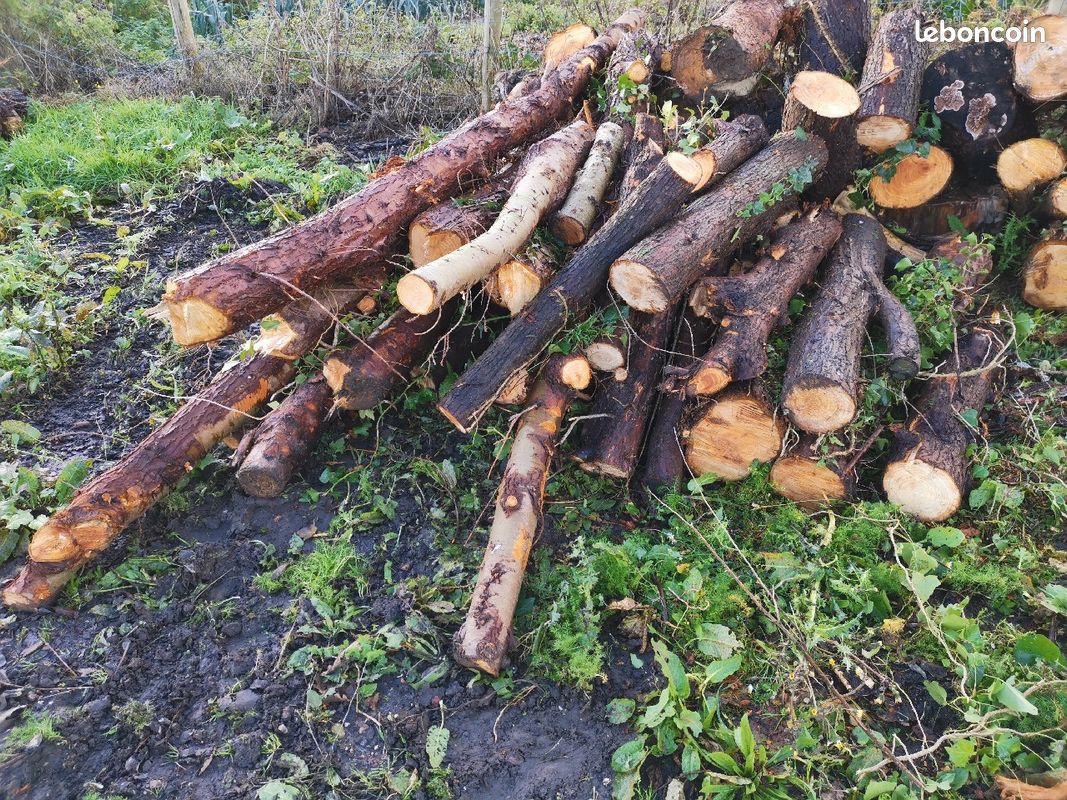 Bois de chauffage résineux (image 1)