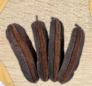 Fruit 4 cts - Jardin & Plantes