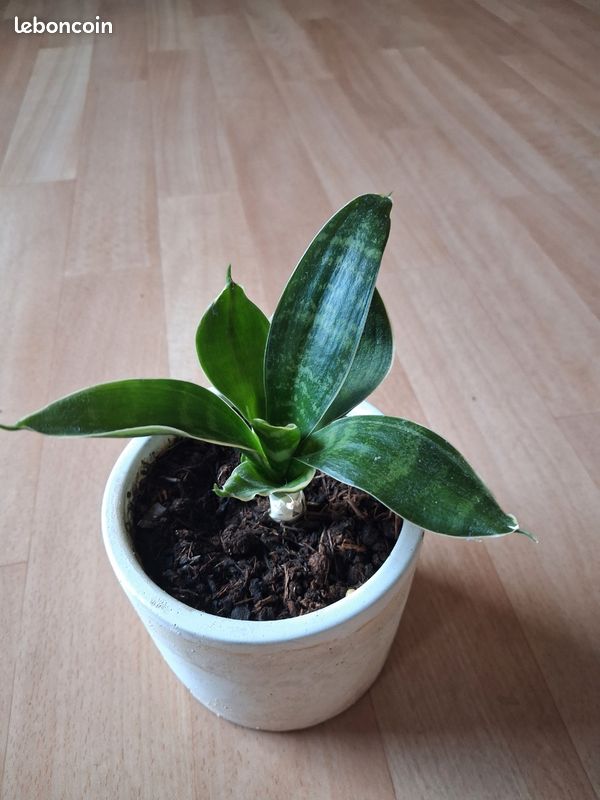 Sanseveria (image 3)