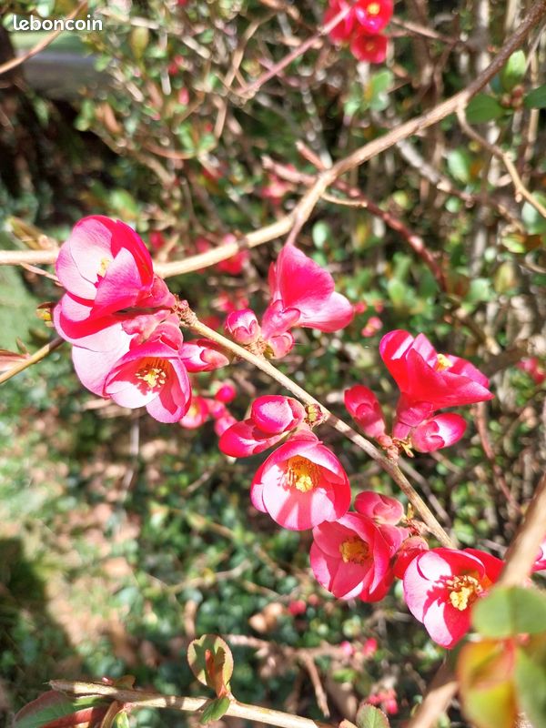 Échange au jardin (image 2)