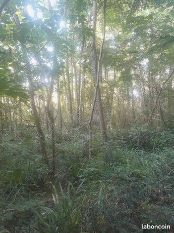 Parcelle de bois 30 ares 50 ca