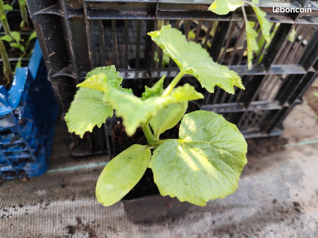 Plants de melon concombre poivrons tomates - Jardin & Plantes