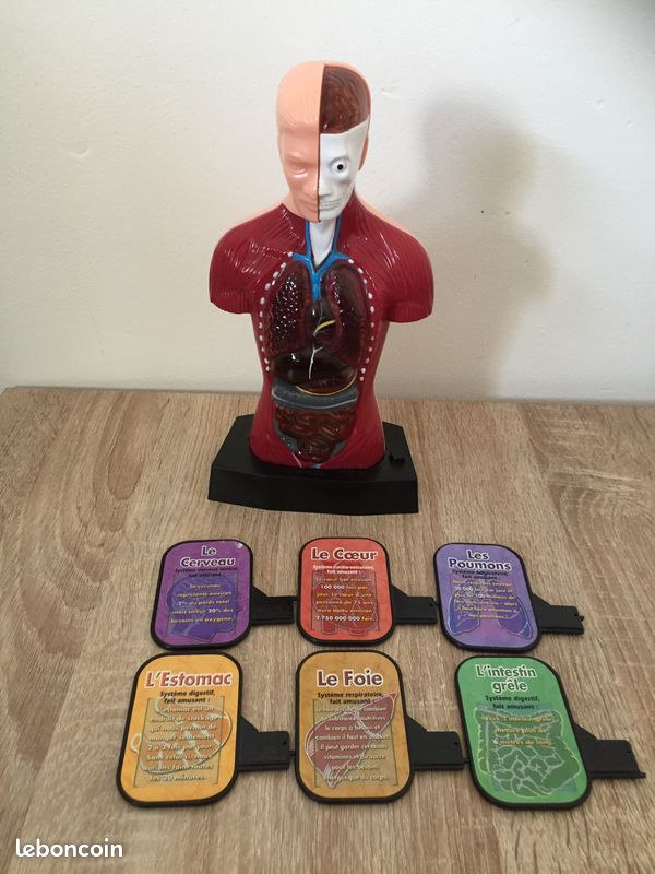 Torse / buste humain - Anatomie Jeu pédagogique (image 1)