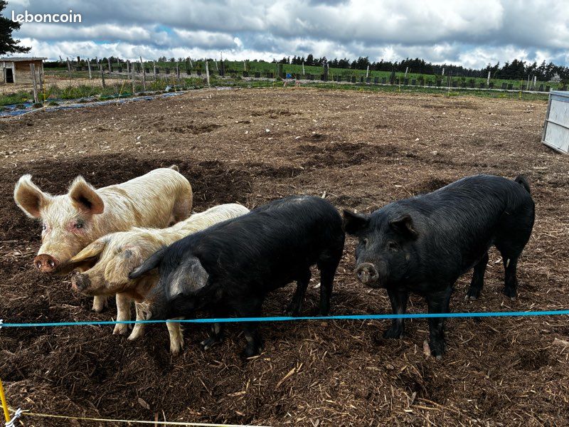 Cochon porc verrat truie porcelets (image 2)