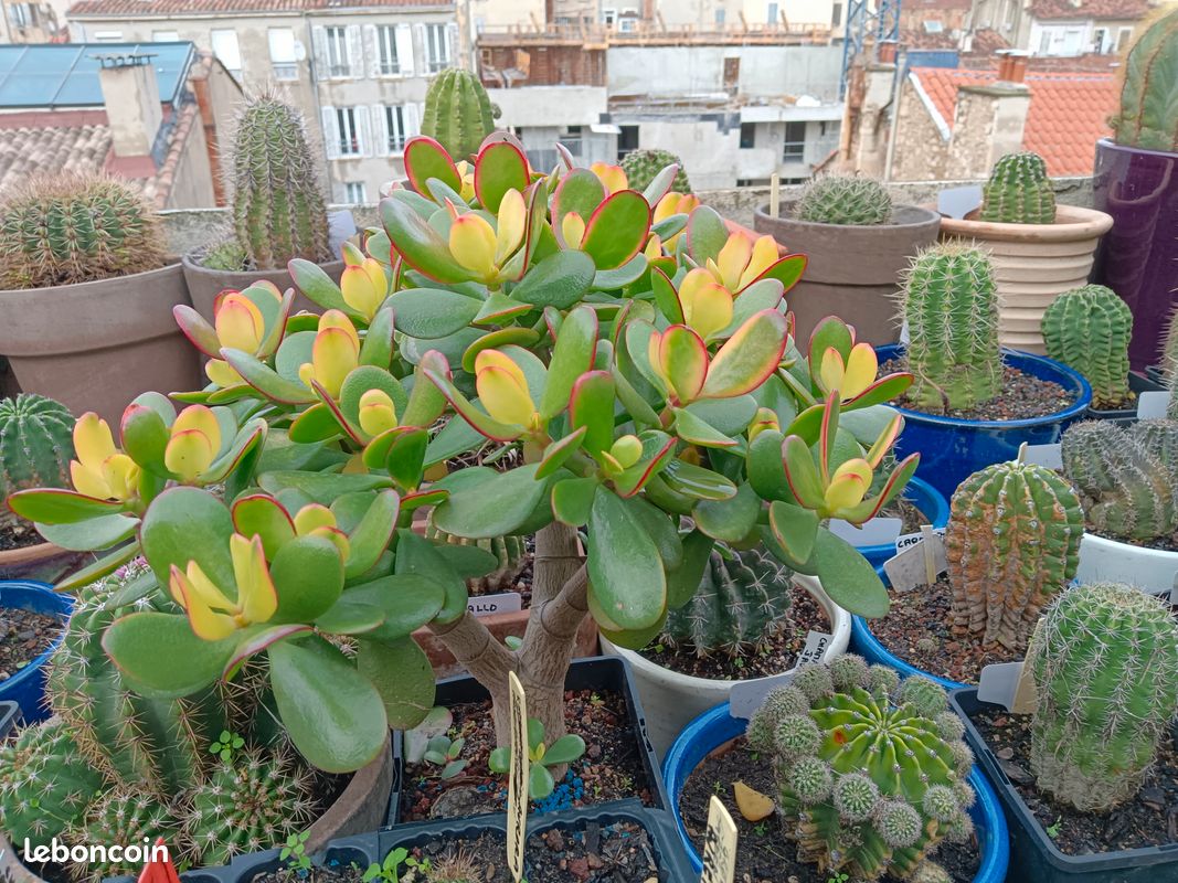 Plante grasse (image 9)