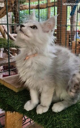 Chaton maine coon Loof (image 5)