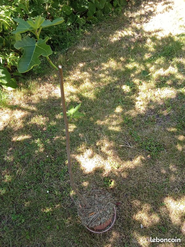 Beau figuier en pot culture de 2 ans taillé pour 1/2 tige bifère origine Nieul sur l'Autize en Vendée figue forme allongées très productif Pas d'envoi (image 4)