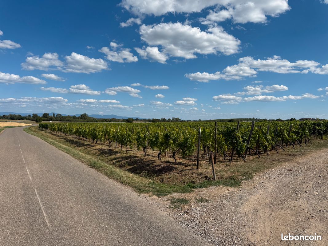 Terrain avec VIGNES · à Gueberschwihr · 16 280 €