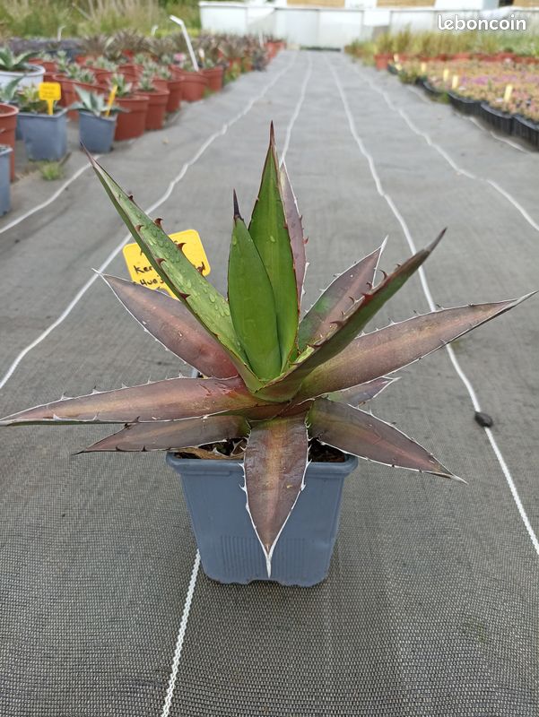 Agave kerchovei huajuapan red en pot de 10 cm - Jardin & Plantes