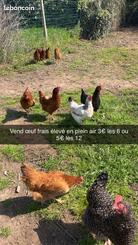 Vend œuf frais (image 1)