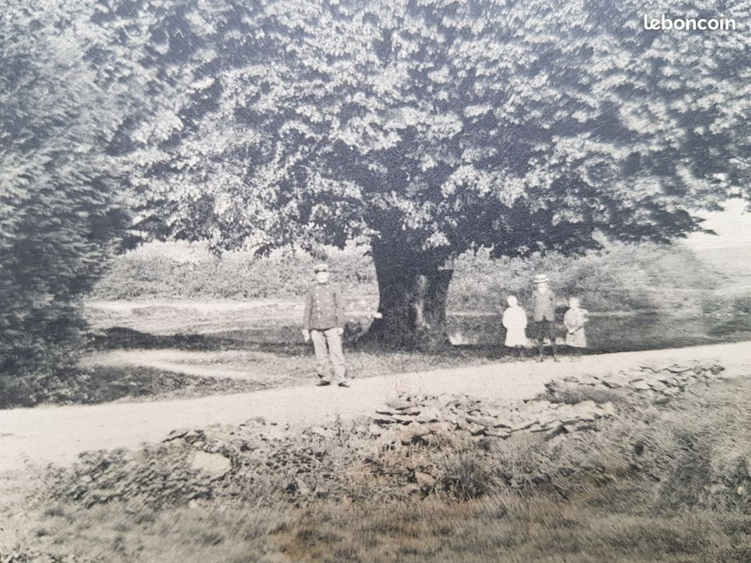 CPA Regniowez Ardennes, le tilleul seculaire 1913 (image 3)