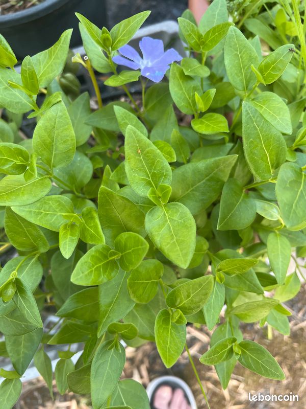 Divers Fleurs/Vivaces (image 10)