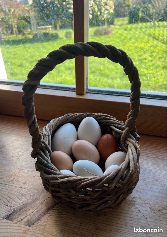 Œufs d’oies et de poules (image 1)