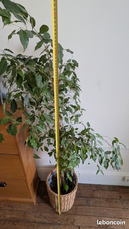 Arbre Artificiel Ficus Benjamina HOMESCAPES 120 Cm - Tronc Bois, Feuilles Panachées, Pot Inclus Plantes Artificielles Interieur
