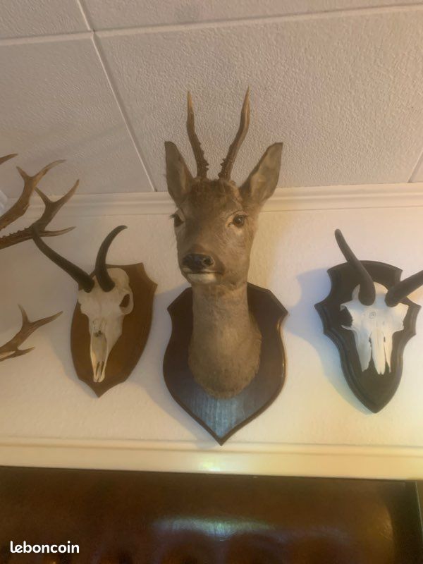 Bois de cerf (image 6)