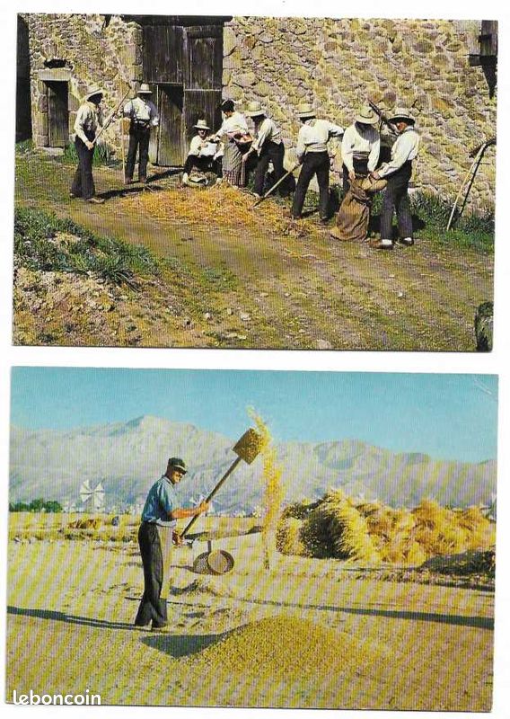 Scènes agricoles / BATTAGE, DEPIQUAGE de la moisson, fléau, batteuse : lot de 16 cartes postales différentes (image 8)