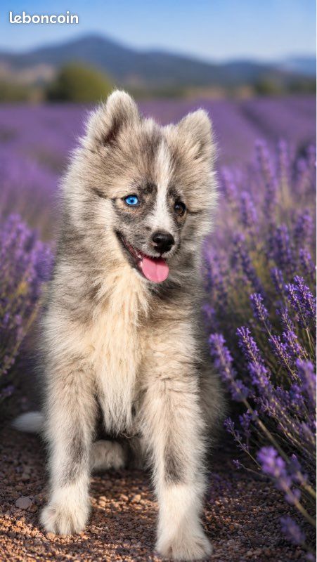 Chiot POMSKY (image 1)