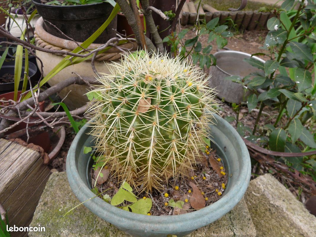 Coussin de belle mere cactus Grusonii - Jardin & Plantes