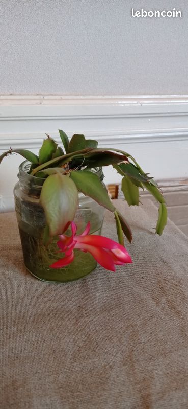 Bouture de cactus de Nol - Jardin & Plantes