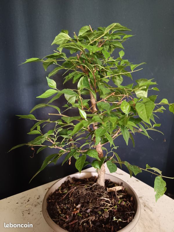 bambus blumenerde Phyllostachys-Bambus-Kollektion (x3) - Phyllostachys bissetii, aureosulcata  Aureocaulis, Fargesia scabrida Asian Wonder main image 1