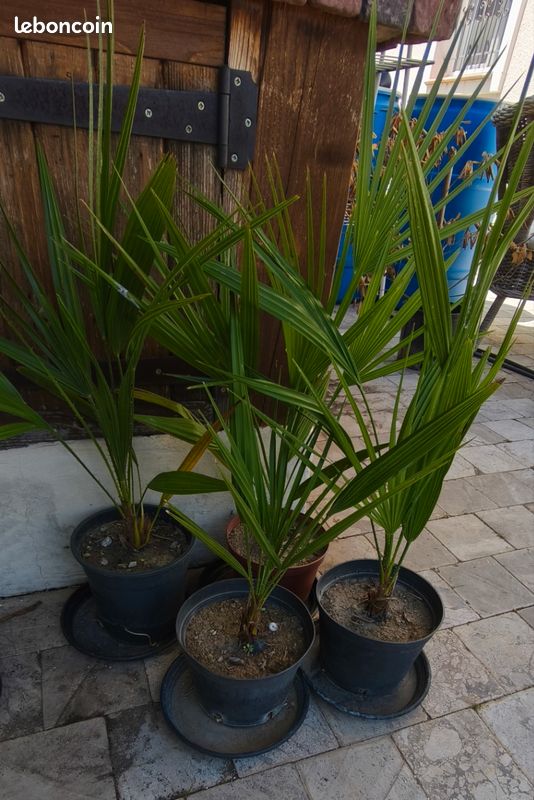 Palmiers chamaerops humilis (image 1)