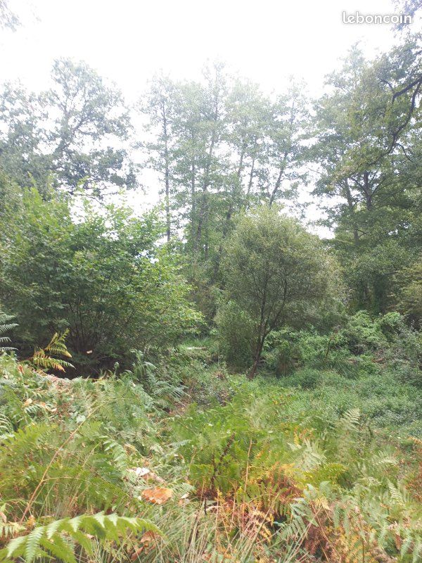 Terrain boisé 5 ha (image 3)