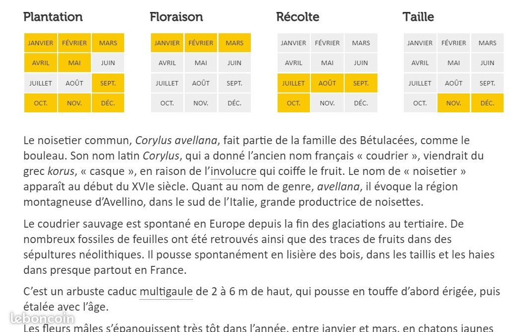 Noisetier commun- Lot de 2 (image 6)