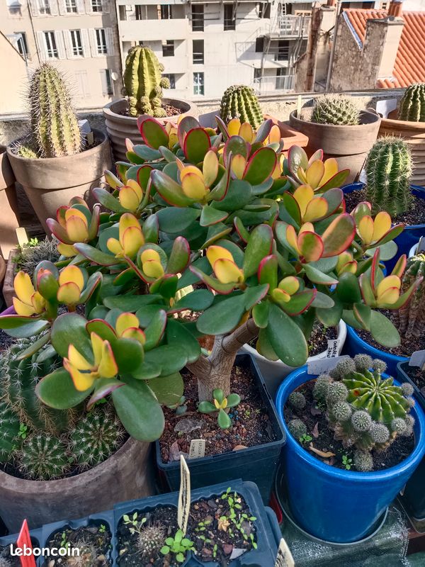 Plante grasse (image 12)