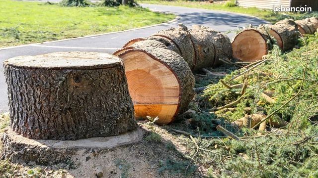 Abattage d'arbre avec évacuation des branches et du tronc (image 3)