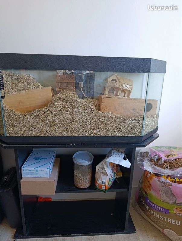 Adorables gerbilles mâles (1 an) avec terrarium complet et accessoires (image 3)
