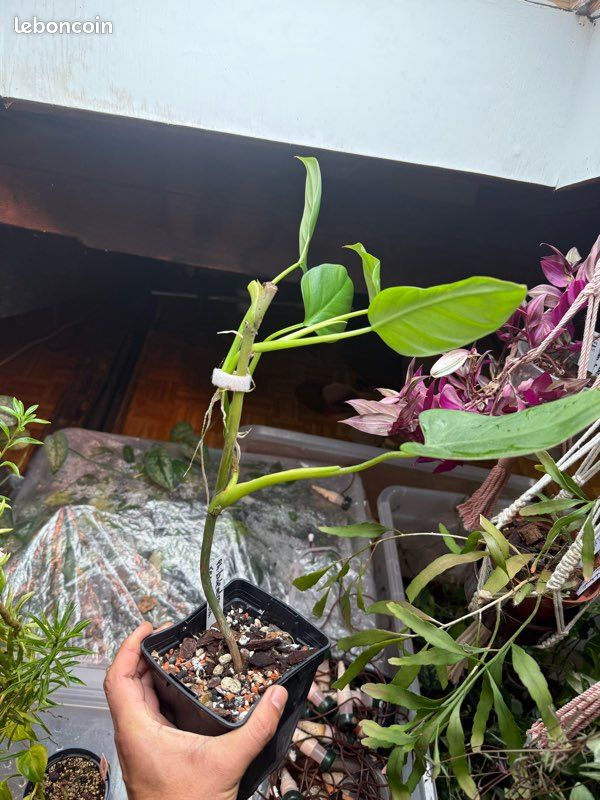 Philodendron recurvifolium - Jardin & Plantes